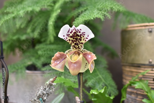 Venusschuh Frauenschuh Paphiopedilum Orchidee  photo