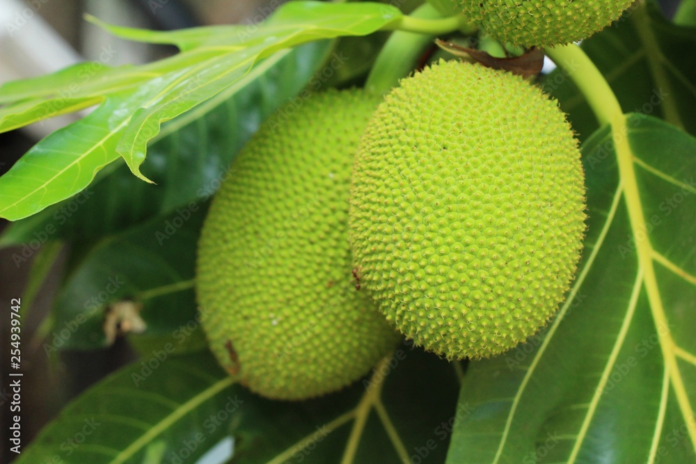 breadfruit hanging on the tree with nature breadfruit hanging on the tree with nature