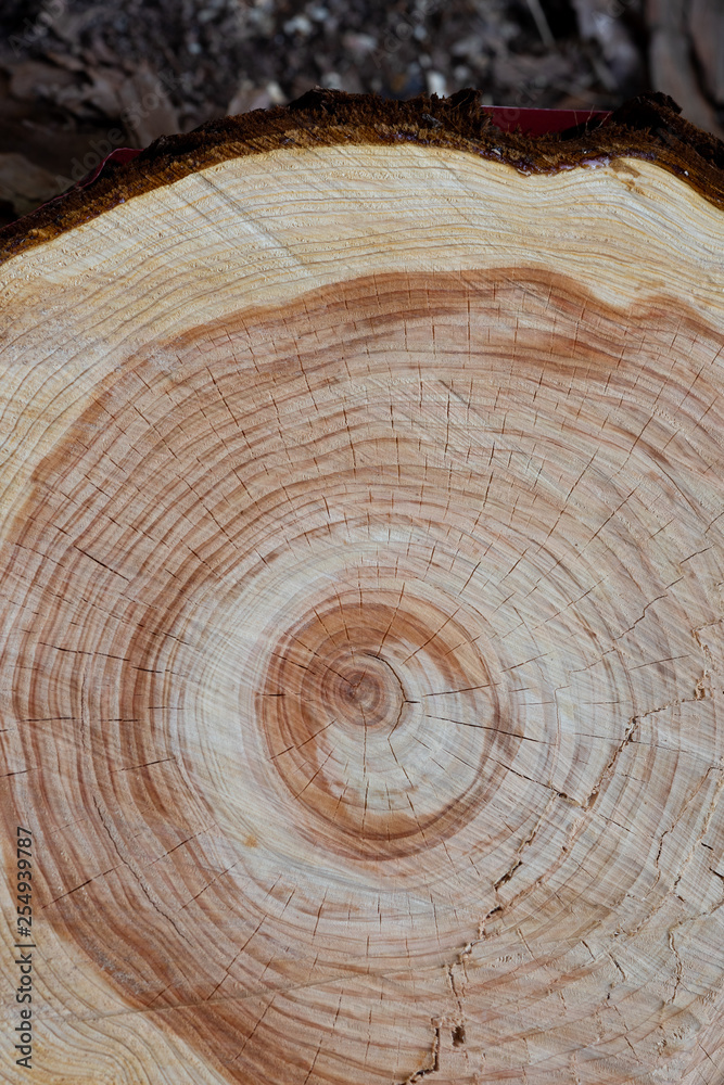 Fototapeta premium 切り株