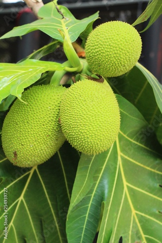 breadfruit hanging on the tree with nature