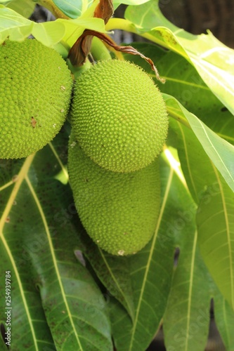 breadfruit hanging on the tree with nature