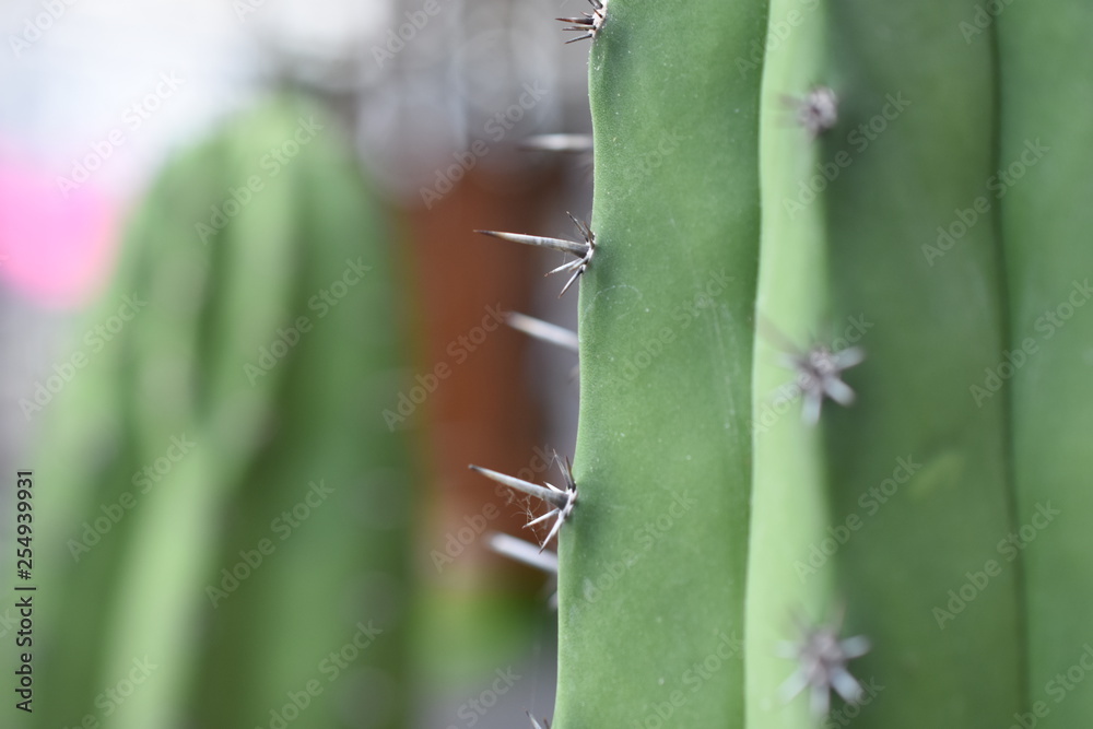 Cactaceae Sukkulenten Kakteen Kaktus Zimmerpflanze stachelig Stachel Grün Pflegeleicht macro Nahaufnahme Cactaceae Sukkulenten Kakteen Kaktus Zimmerpflanze stachelig Stachel Grün Pflegeleicht macro Nahaufnahme