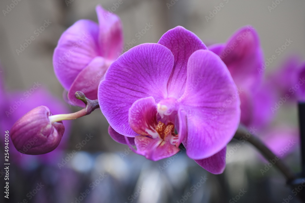 Obraz premium Orchidee Phalaenopsis Schmetterlingsorchidee Orchids Nachtfalterorchidee Orchidaceae Zimmerpflanze Blüte violett lila