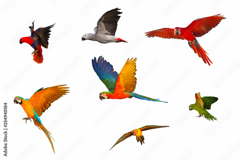 Obraz premium Set of parrot isolated on white background