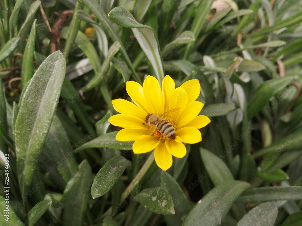 Bee with roses Bee with roses