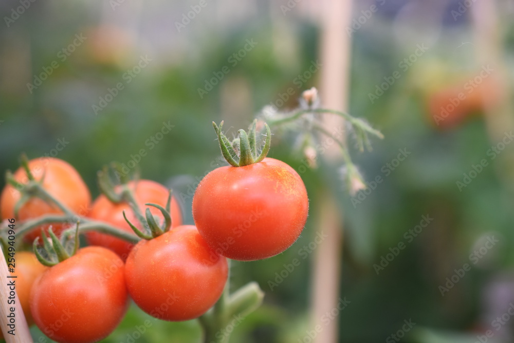Paradeiser Paradiesapfel  Solanum lycopersicum Tomaten Eigenanbau Sorten verschiedene Cocktailtomate Snacktomate topftomate rot 