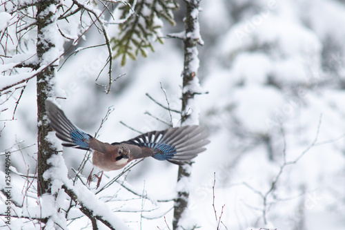 Flight