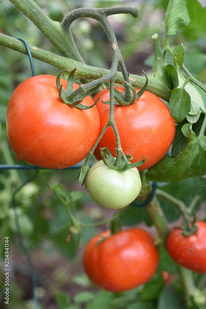 Previa Normalfrucht Kochtomate Tomate Paradiesapfel Paradeiser  Solanum lycopersicum gesund Vitamine 
