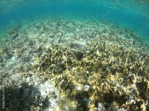 Paysage sous l'eau, Cabilao, Phiippines