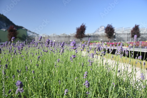 Lanvendel Lavandula angustifolia Blüte Schmetterlingsmagnet Insekteten Lavenda Duftpflanze 