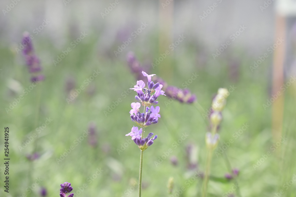 Lavendel Lavandula angustifolia Duftpflanze Kräuter Blüte  Nutzpflanze 