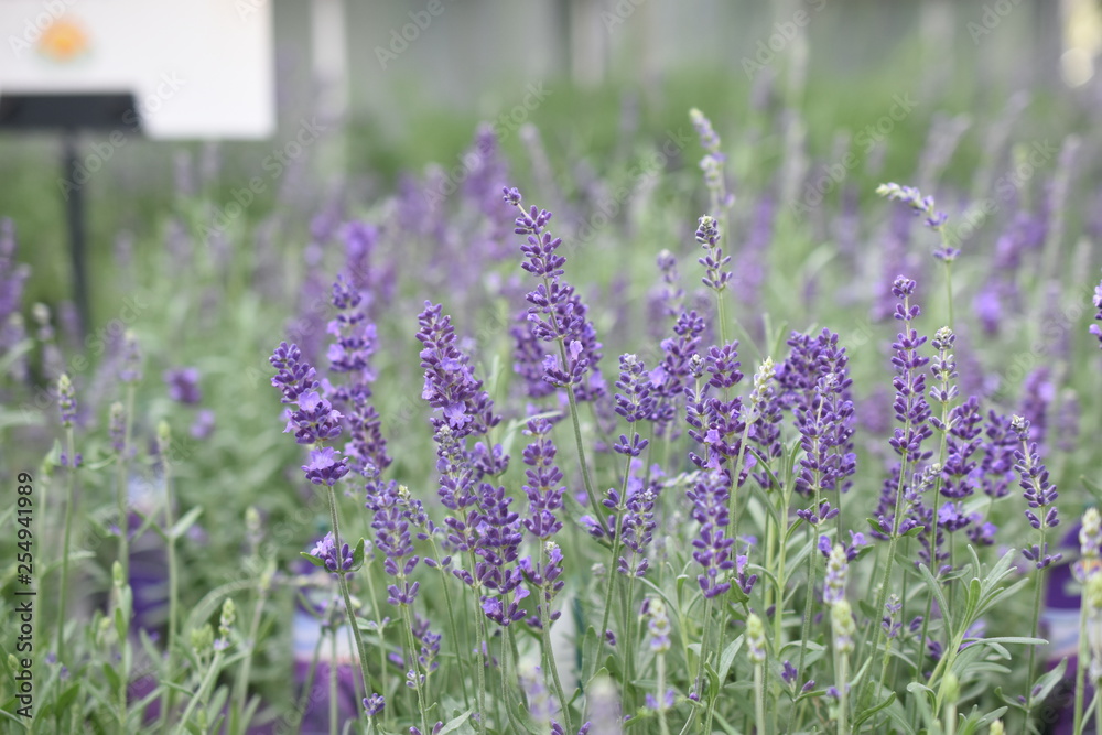 Obraz premium Lavendel Lavandula angustifolia Duftpflanze Kräuter Blüte Nutzpflanze 