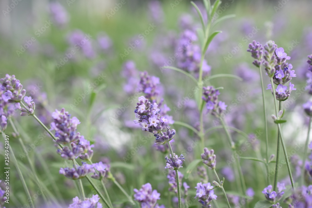 Lavendel Lavandula angustifolia Duftpflanze Kräuter Blüte Nutzpflanze Lavendel Lavandula angustifolia Duftpflanze Kräuter Blüte Nutzpflanze