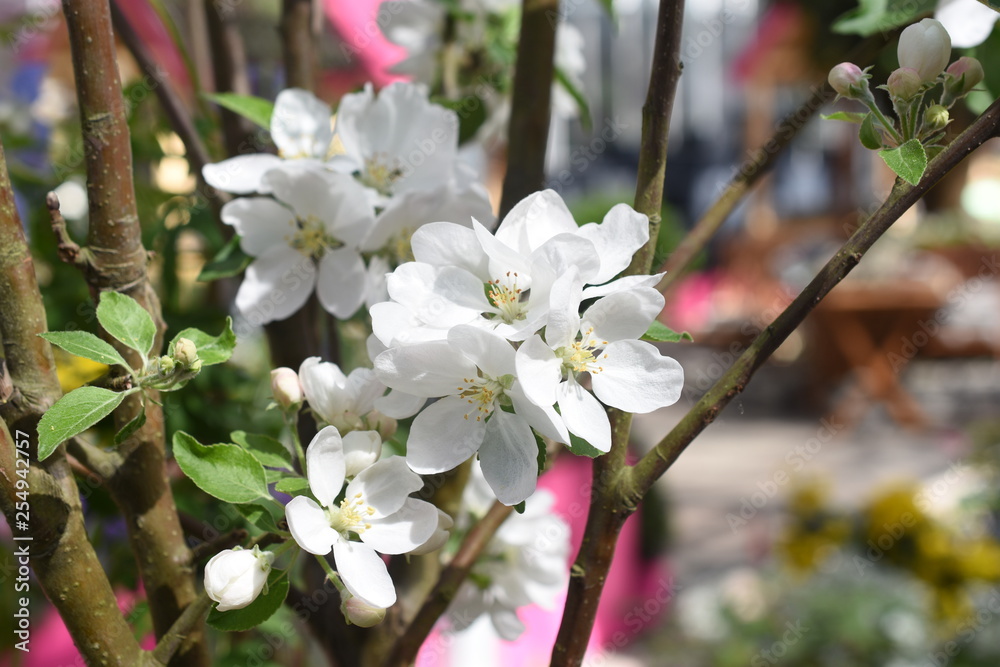 Apfelblüten Kulturapfel Malus domestica Obst gesund Gartenpflanze Apfelblüten Kulturapfel Malus domestica Obst gesund Gartenpflanze