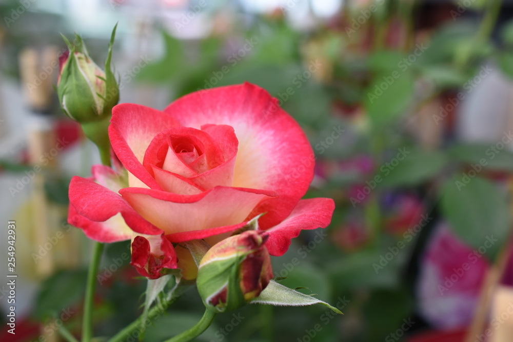 Edelrose Leo Ferree Blüte Rosa Rose Gartenrose Edelrose Leo Ferree Blüte Rosa Rose Gartenrose
