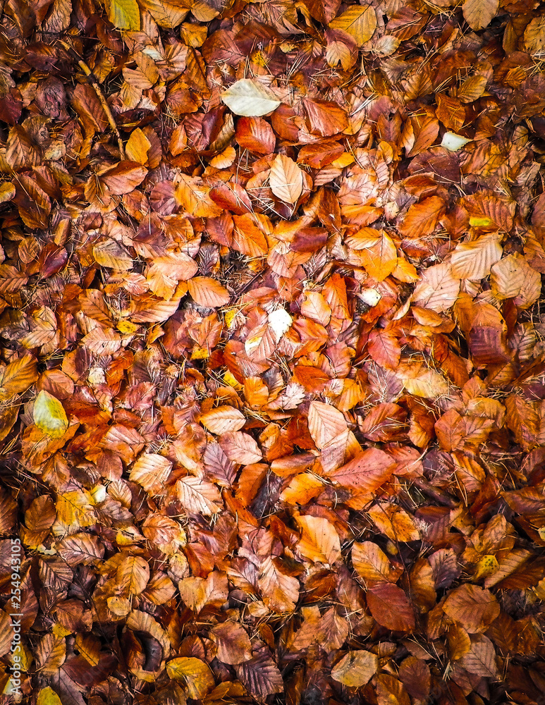 Golden autumnal leaves as nature background. Golden autumnal leaves as nature background.