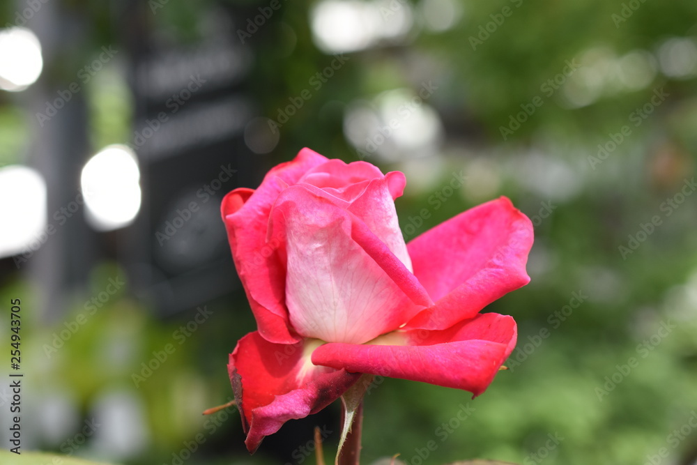 Rose Achapella Edelrose Gartenrose Duftrose Rose Achapella Edelrose Gartenrose Duftrose