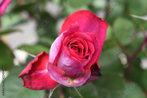 Rose Achapella Edelrose Gartenrose Duftrose