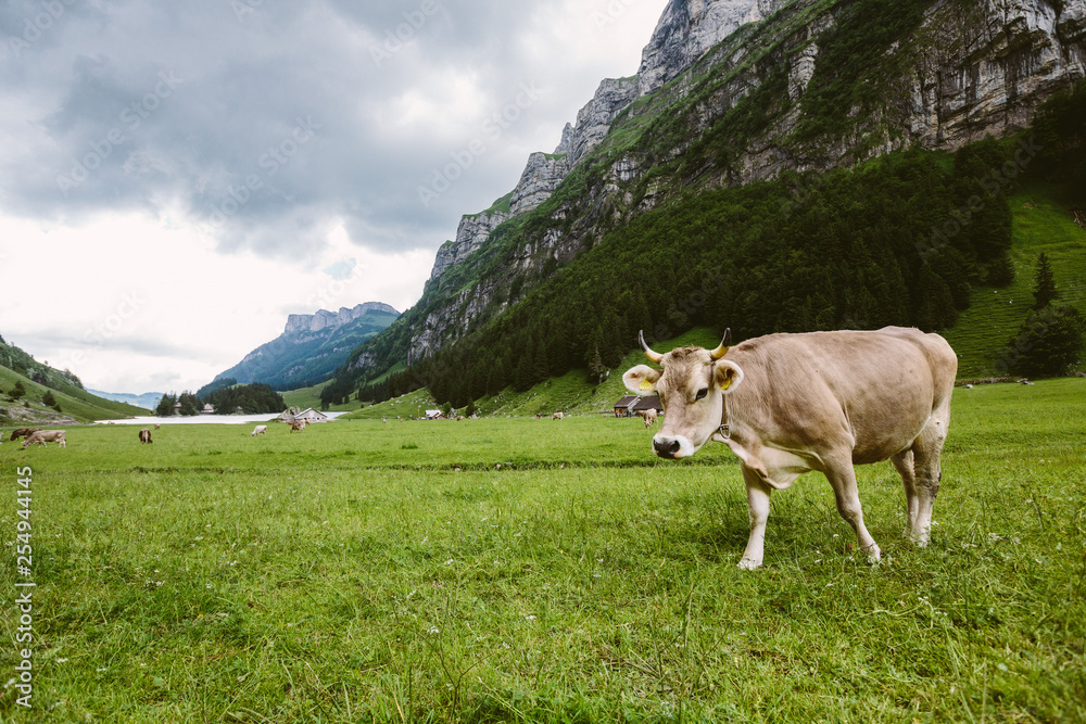 Eine Kuh in einer Berglandschaft