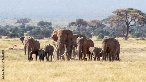 Fotografie, Obraz Bull elephant with a herd of females and babies in Amboseli, Kenya