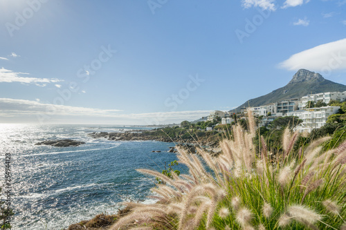 Flowers and View of Lion's head mountain, Cape Town from Camps Bay, South Africa photo