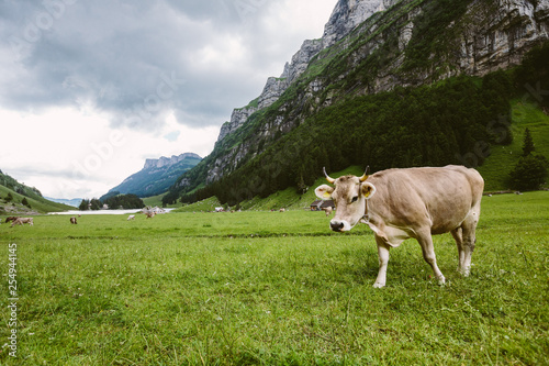 Eine Kuh in einer Berglandschaft © Anastasia Arrigo