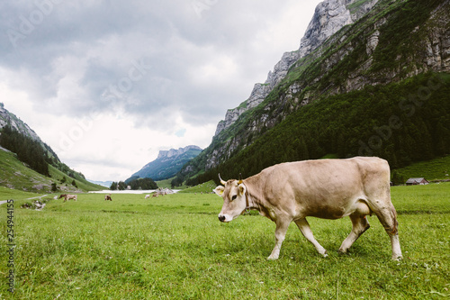 Eine Kuh in einer Berglandschaft
