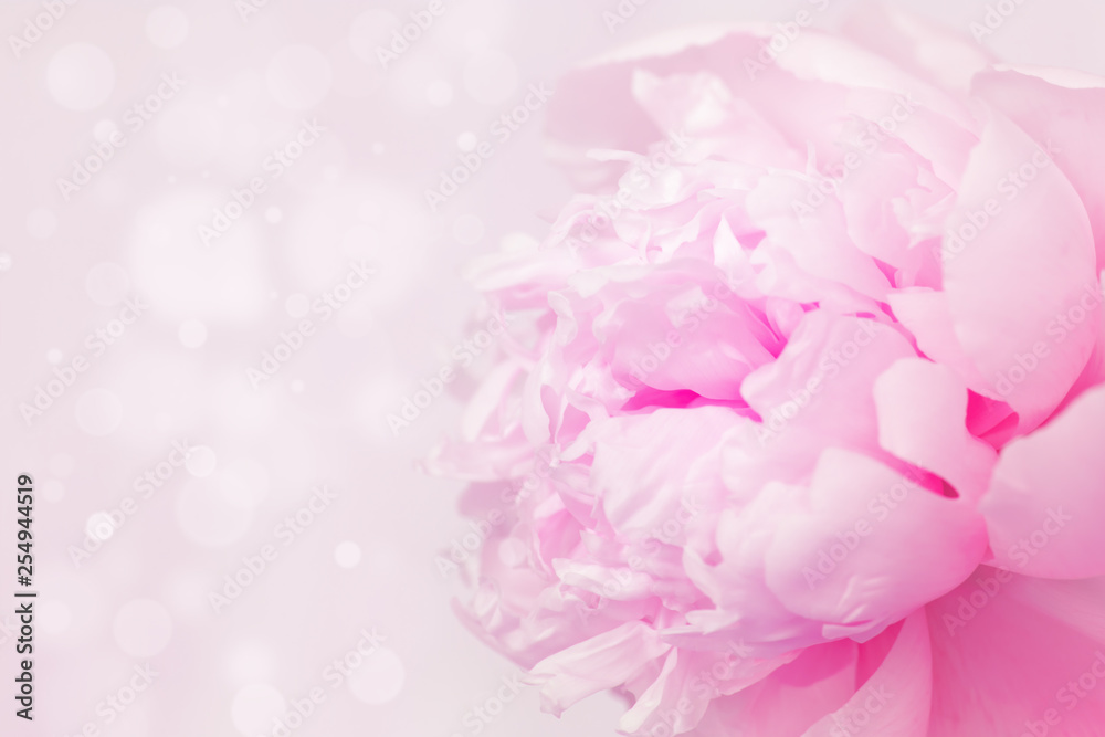 Blooming pink peony on gentle pink background with copy space and bokeh. Holiday greeting card. Soft selective focus.