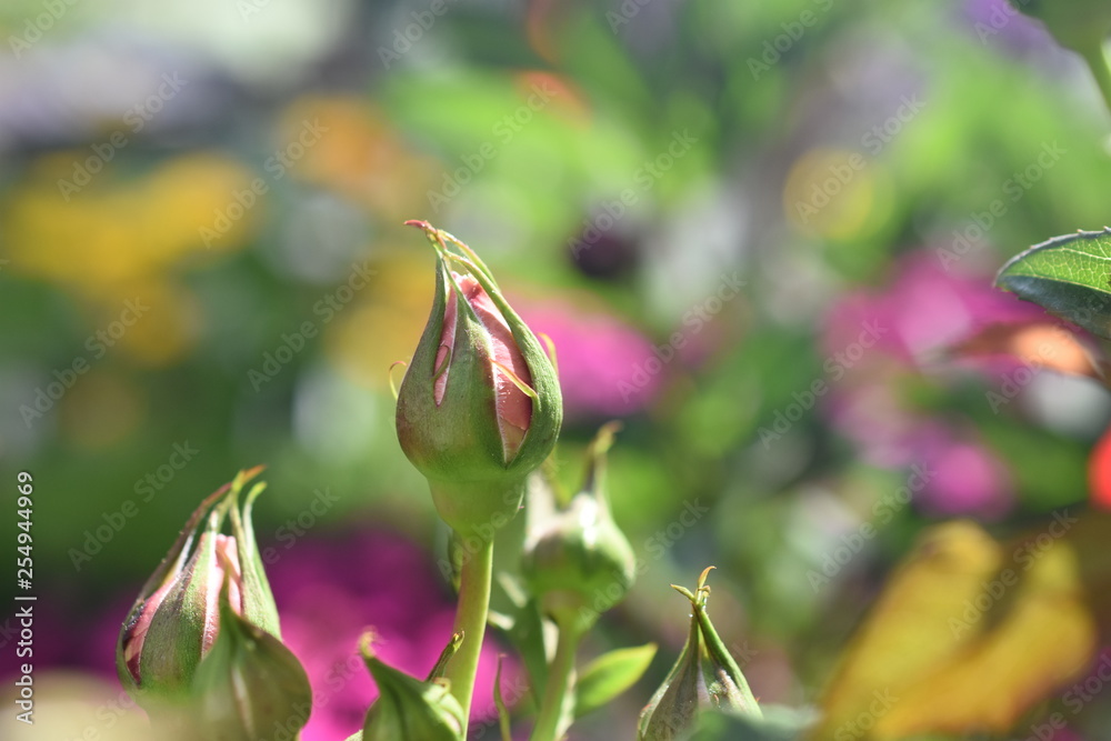 Kletterrose Barock Knopse Gartenpflanze winterhart Kletterrose Barock Knopse Gartenpflanze winterhart