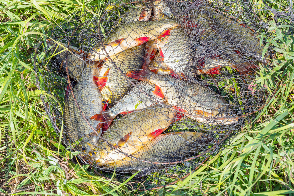 Fototapeta premium Caught Fish on the shore in a fishing cage on green grass. Rudd - Scardinius erythrophthalmus
