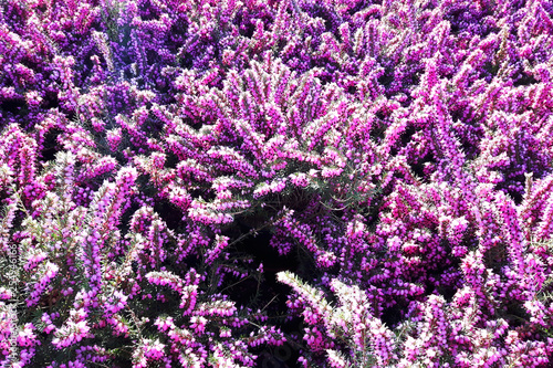 violet heather flower