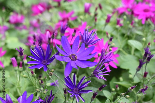 Zinerarie Gartenzinerarie Zimmerzinerarie pericallis hybrida Aschenblume Lila Blau