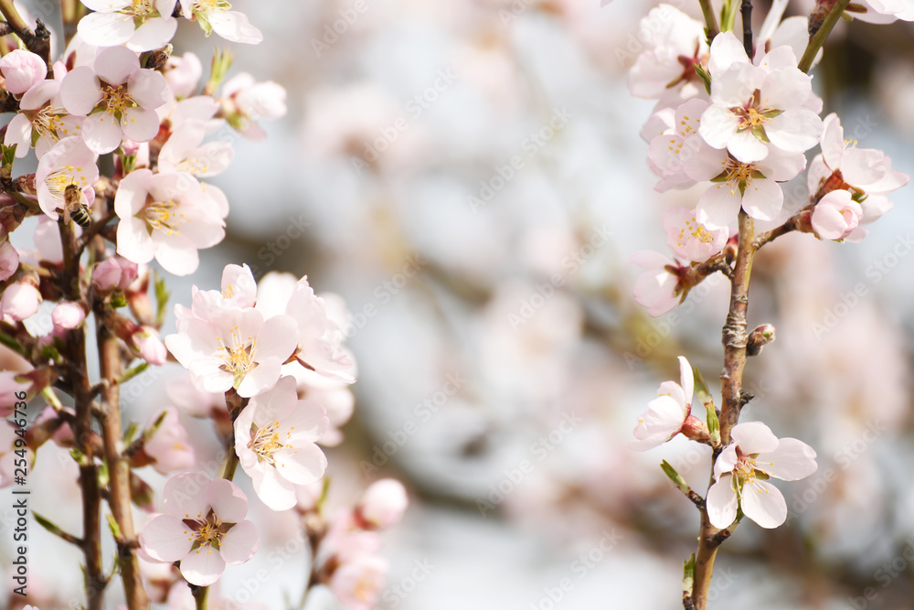 Beautiful tender flowers of almond tree in spring. Beautiful tender flowers of almond tree in spring.