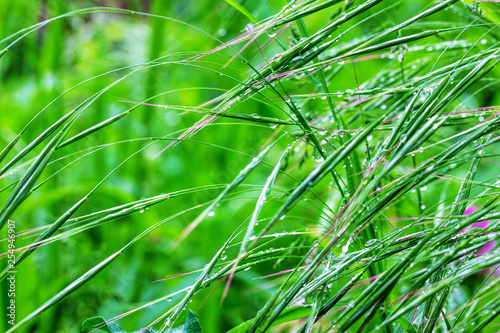 green grass in raindrops on spring or summer morning
