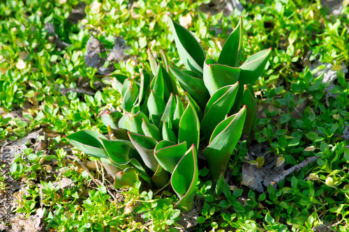 Canvastavla tulip leaves that have risen in the garden in early spring on bright sunny day a
