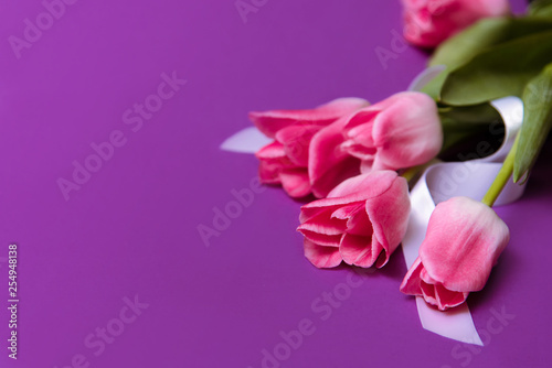 Pink tulips flowers on violet background  close up. Spring background for design. Women s day  Mother s day  Valentines day card