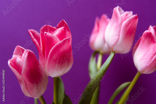Pink tulips flowers on violet background, close up. Spring background for design. Women's day, Mother's day, Valentines day card