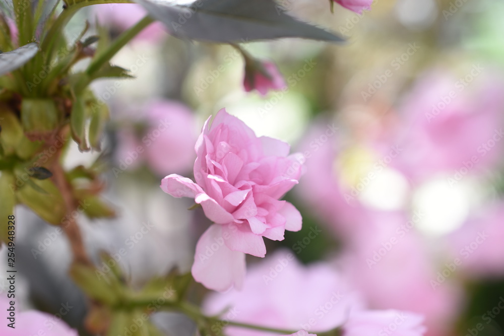 Fototapeta premium Japanische Nelkenzierkirsche Prunus serrulata Royal Burgundy Gartenpflanze winterhart Strauch Frühlingsblüher winterhart Blüten rosa gefüllt