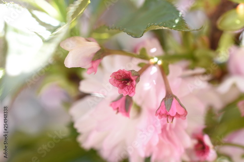 Japanische Nelkenzierkirsche Prunus serrulata Royal Burgundy Gartenpflanze winterhart Strauch Fr  hlingsbl  her winterhart Bl  ten rosa gef  llt