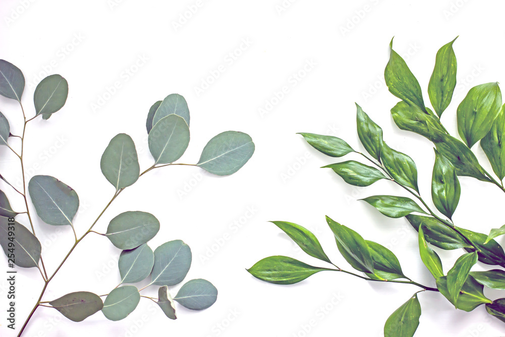 Branches of flowers with green leaves on a white background, isolate