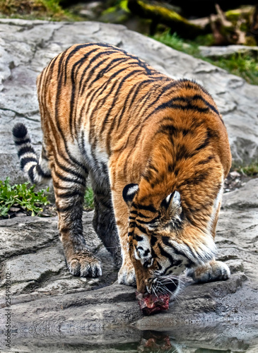 Siberian tiger eating meat. Latin name - Panthera tigris altaica