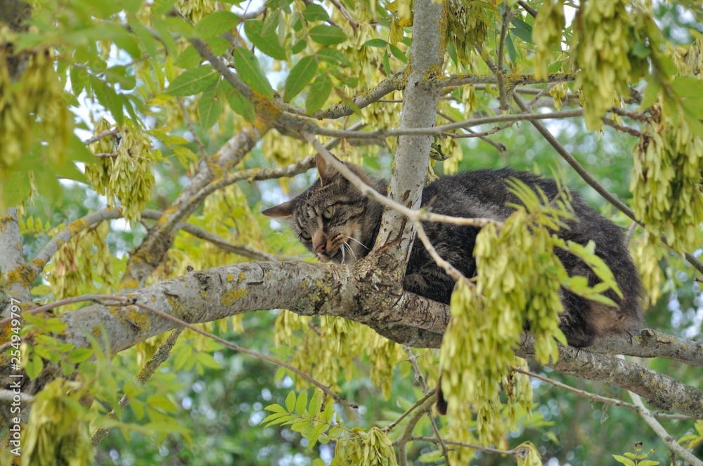 Cat in a tree Cat in a tree