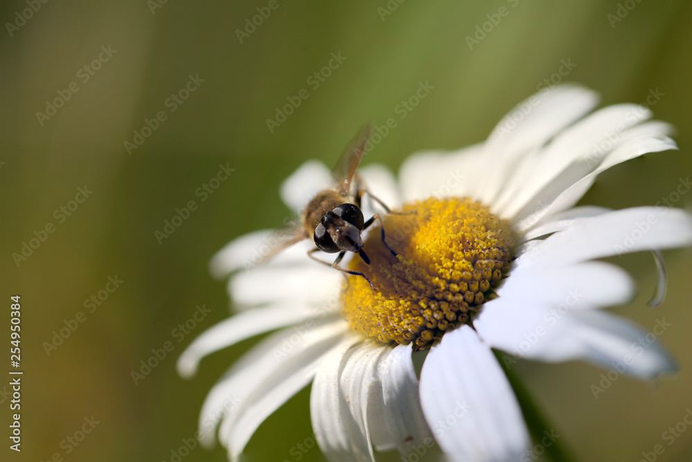 bee bee