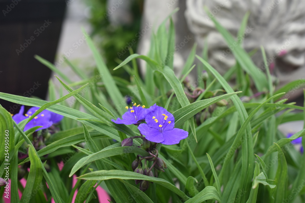 Tradescantia Dreimasterblume Teichrandpflanze Gartenpflanze winterhart