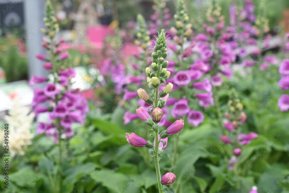 Fingerhut Digitalis purpurea Wegerichgewächs Schattenpflanze Fingerkraut Fuchskraut Schwulskraut Castor Rose Gartenpflanze Staude winterhart giftig Fingerhut Digitalis purpurea Wegerichgewächs Schattenpflanze Fingerkraut Fuchskraut Schwulskraut Castor Rose Gartenpflanze Staude winterhart giftig