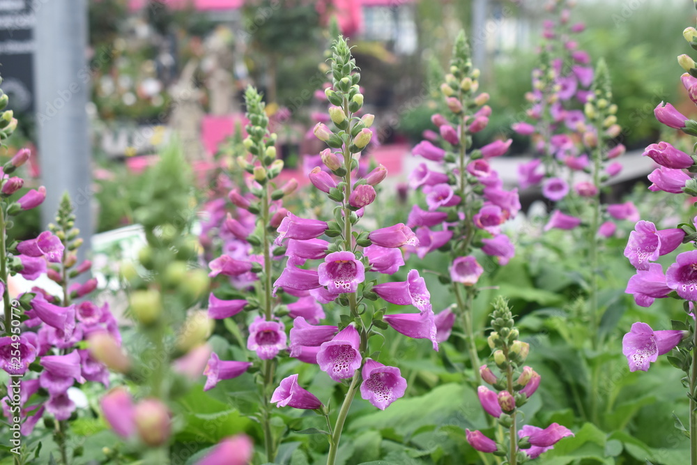 Fingerhut Digitalis purpurea Wegerichgewächs Schattenpflanze Fingerkraut Fuchskraut Schwulskraut Castor Rose Gartenpflanze Staude winterhart giftig Fingerhut Digitalis purpurea Wegerichgewächs Schattenpflanze Fingerkraut Fuchskraut Schwulskraut Castor Rose Gartenpflanze Staude winterhart giftig
