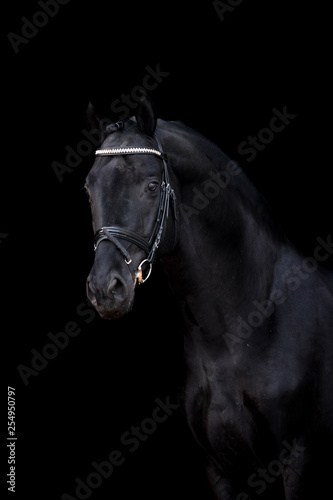 Beautiful horse on a black background