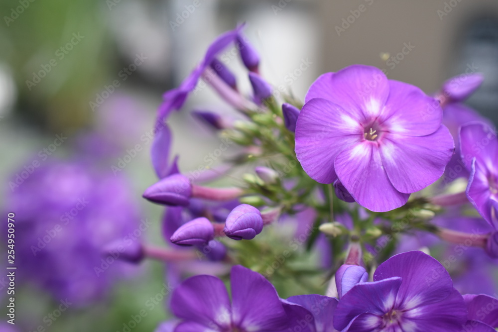 Zdjęcie Stock Hoher Gartenphlox Phlox paniculata Blue Boy
