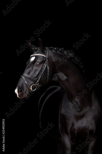 Beautiful horse on a black background