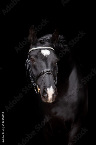 Beautiful horse on a black background